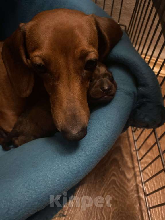 Собаки в Выборге: Такса кроличья( миниатюрная) Девочка, 90 000 руб. - фото 1