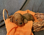 Собаки в Гатчине: Продажа щенков той-пудель Мальчик, 45 000 руб. - фото 7