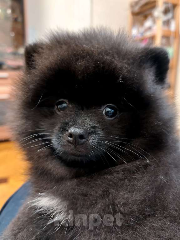 Собаки в Екатеринбурге: Щенок малого немецкого шпица Мальчик, 45 000 руб. - фото 3