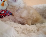 Кошки в Калуге: Котята породы Курильский бобтейл Мальчик, 40 000 руб. - фото 4