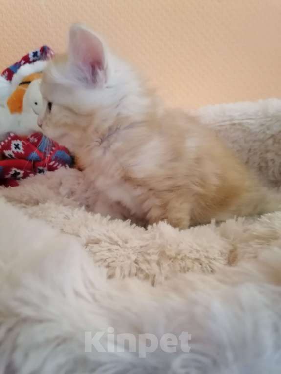 Кошки в Калуге: Котята породы Курильский бобтейл Мальчик, 40 000 руб. - фото 4