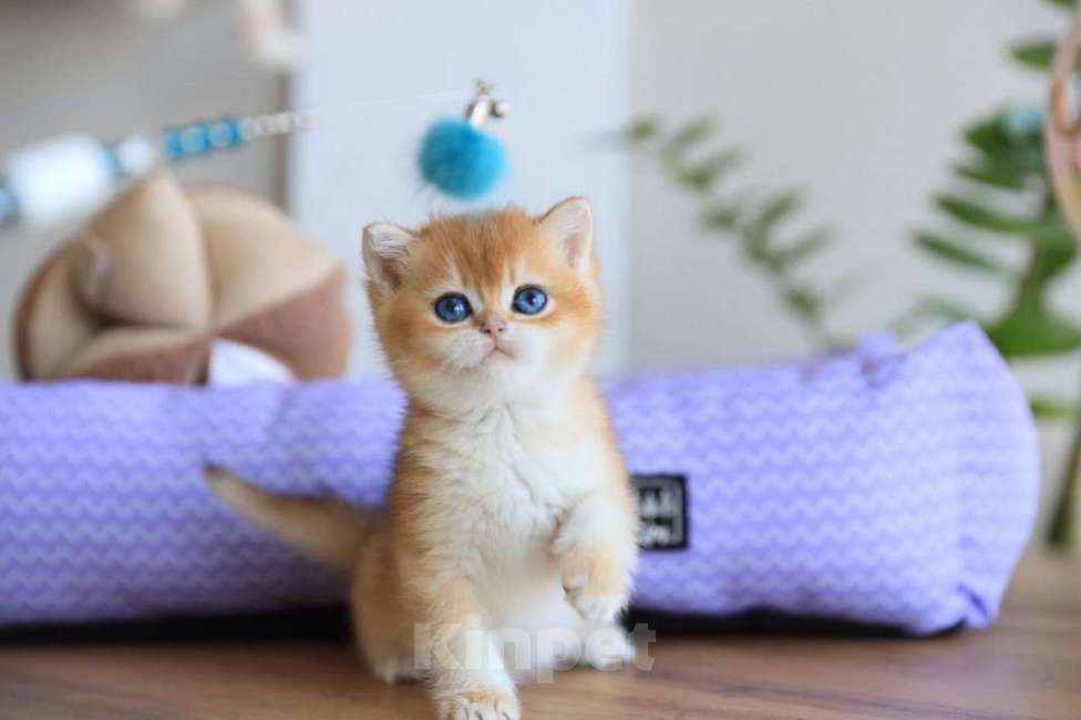 Кошки в Москве: Британский котёнок Оскар Мальчик, 130 000 руб. - фото 2