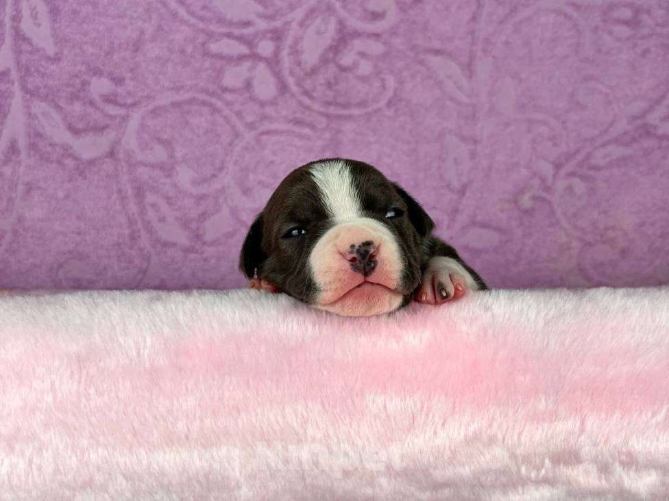 Собаки в Москве: Шикарная девочка амстаффа Девочка, 120 000 руб. - фото 4