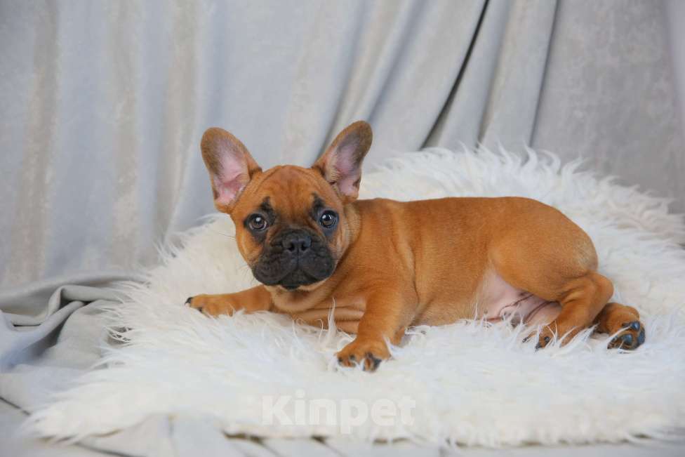 Собаки в Москве: ОРАНЖЕВОЕ ЧУДО  Мальчик, Бесплатно - фото 2