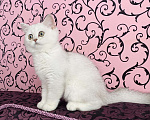 Кошки в Санкт-Петербурге: Серебристо-затушеванная красивая кошка  Девочка, 15 000 руб. - фото 2