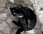 Кошки в Химках: Чёрная кошечка Люся Девочка, Бесплатно - фото 7