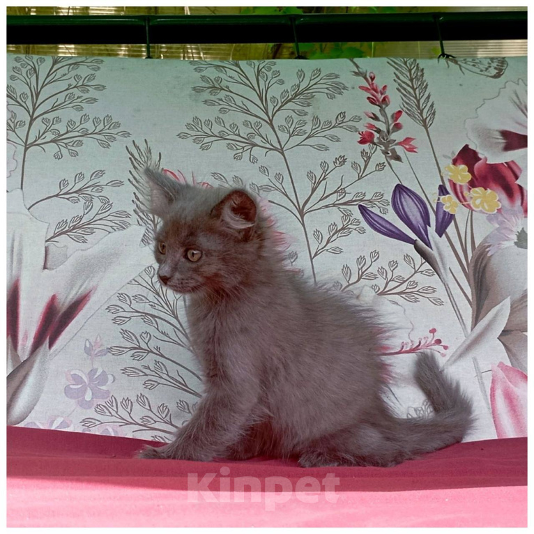 Кошки в Москве: Котенок Синичка ищет дом Девочка, Бесплатно - фото 2