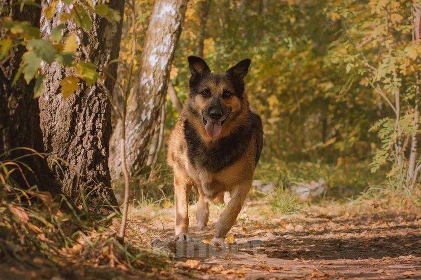 Собаки в Москве: Бейлис ищет дом Девочка, Бесплатно - фото 2