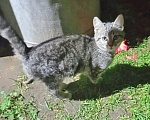 Кошки в Москве: Очень нужен дом для двух котят,замерзающих на дачах Мальчик, Бесплатно - фото 9
