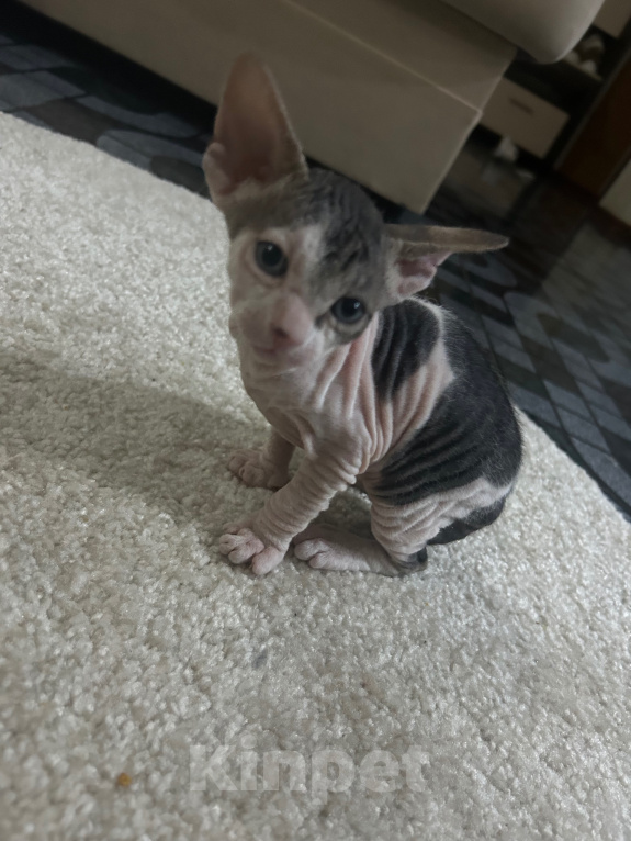 Кошки в Гуково: Котенок сфинкс Девочка, 7 500 руб. - фото 3