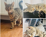 Кошки в Краснодаре: Отдам меленького котенка в добрые руки  Девочка, Бесплатно - фото 1