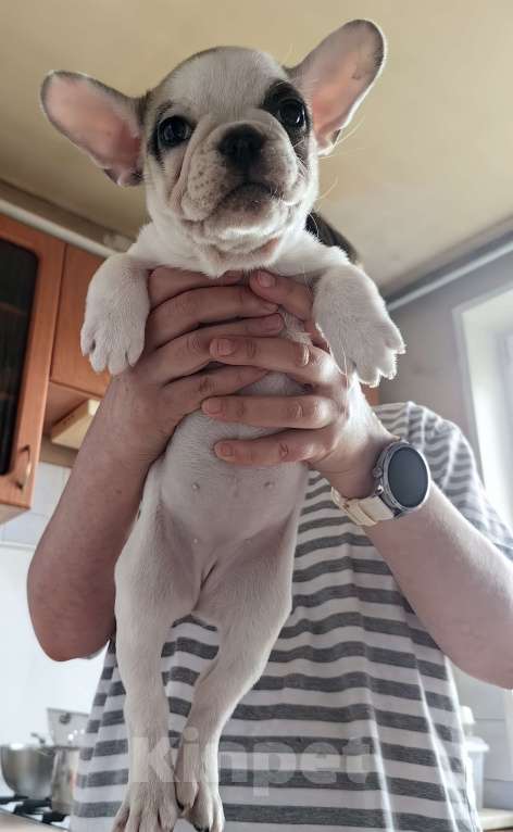 Собаки в Москве: Щенки французского бульдога Разнополые, 49 000 руб. - фото 3