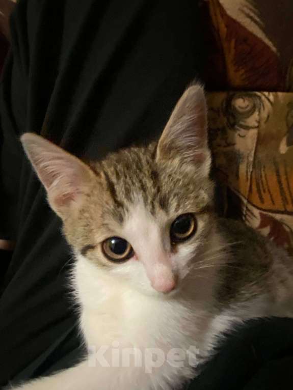 Кошки в Саратове: Отдадим в добрые руки, мальчика Мазура  Мальчик, Бесплатно - фото 2