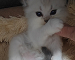 Кошки в других городах Краснодарского края: Шотландские котята Разнополые, 12 000 руб. - фото 10