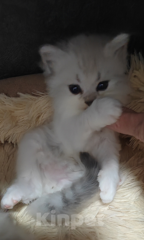 Кошки в других городах Краснодарского края: Шотландские котята Разнополые, 12 000 руб. - фото 10