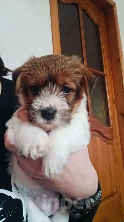 Собаки в Москве: Джек Рассел терьер Девочка, 25 000 руб. - фото 7