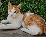 Кошки в Мытищах: Атос с поисках дома Мальчик, 10 руб. - фото 3