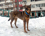 Собаки в Москве: Молодой пес Кирил,  верный, добрый друг в добрые руки Мальчик, 10 руб. - фото 10