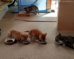 Кошки в Мурином: Котята в добрые руки Девочка, Бесплатно - фото 2