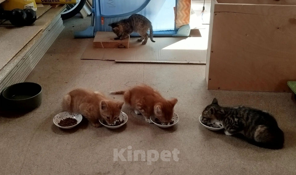 Кошки в Мурином: Котята в добрые руки Девочка, Бесплатно - фото 2