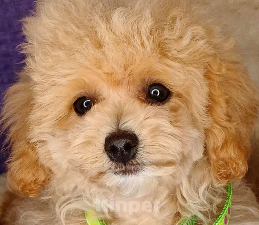 Собаки в Москве: Мальтипу ф1 мини мальчики Мальчик, 60 000 руб. - фото 4