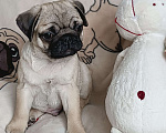Собаки в Санкт-Петербурге: Щенки мопса бежевые и чëрные Мальчик, 60 000 руб. - фото 1