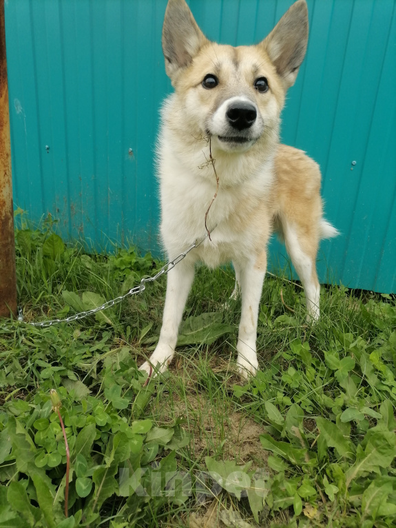 Собаки в Нефтеюганске: Срочно нужен дом Мальчик, Бесплатно - фото 1