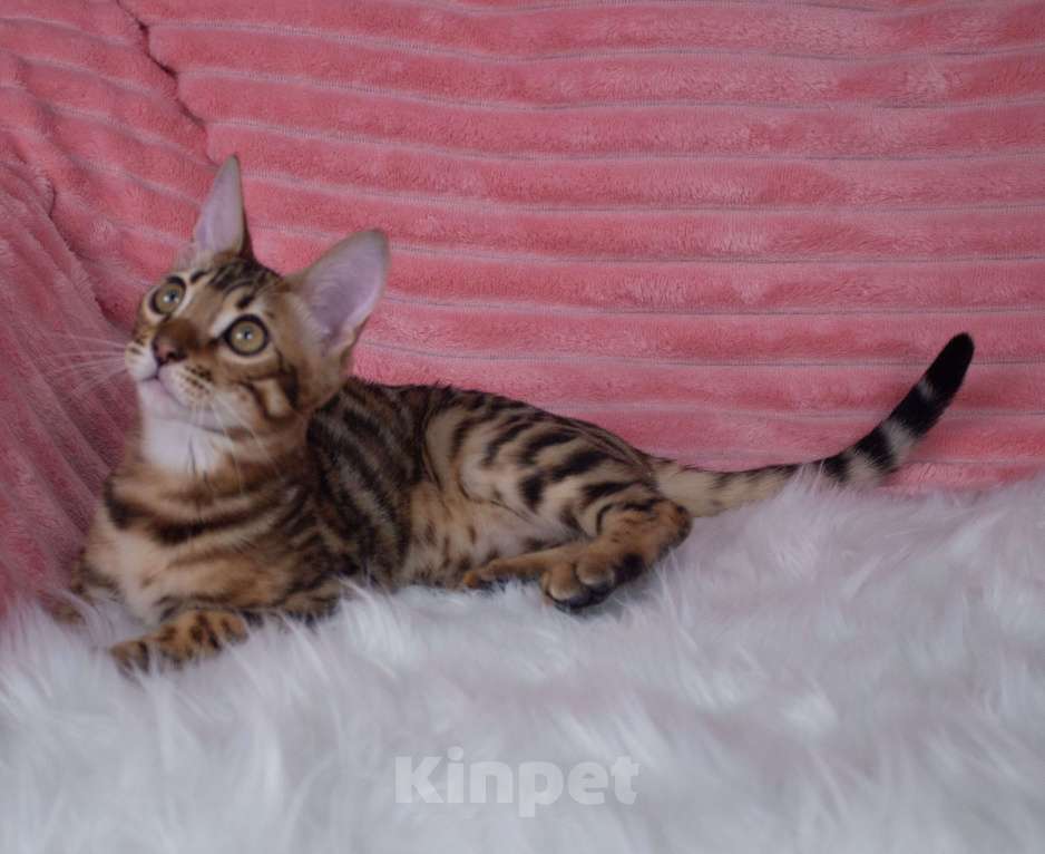 Кошки в Санкт-Петербурге: Бенгальский котенок мальчик Мальчик, 45 000 руб. - фото 2
