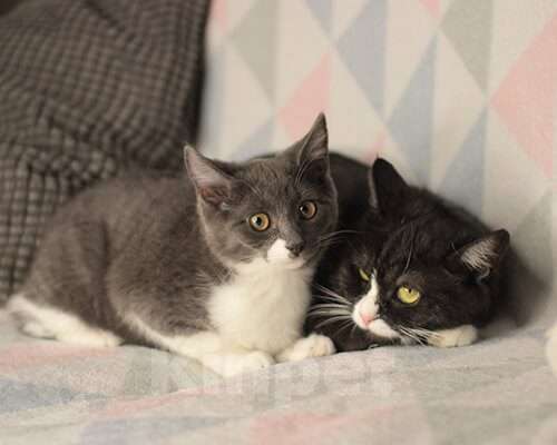 Кошки в Москве: Мама и дочка. Девочка, Бесплатно - фото 1