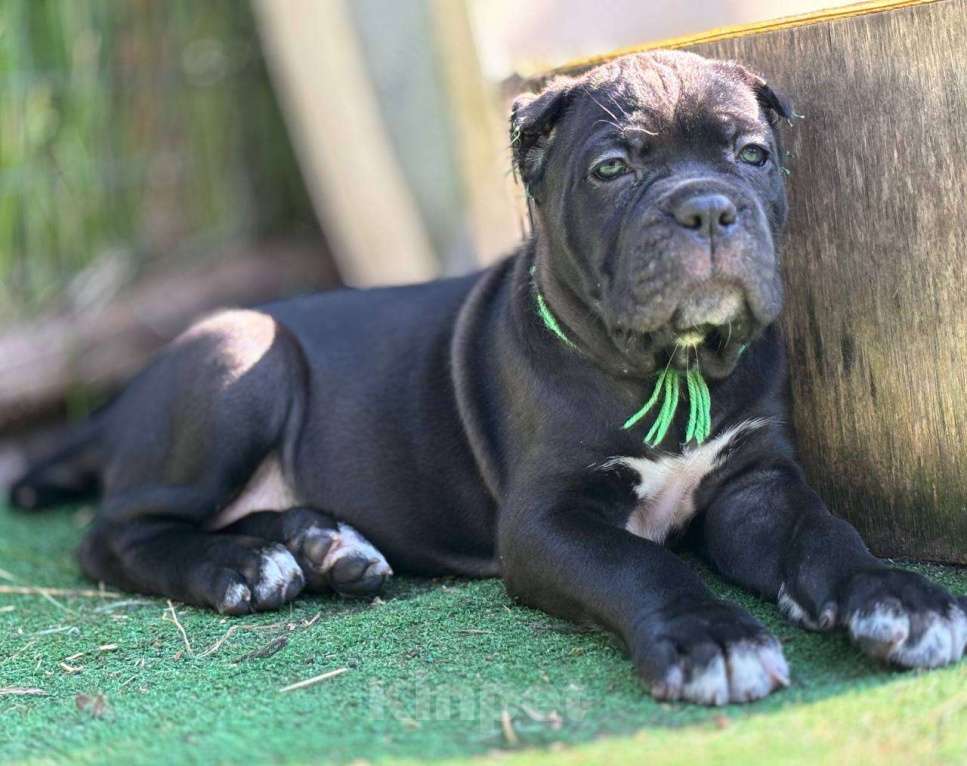 Собаки в других городах Московской области: Открыт к бронированию помет в питомнике Ретро Роше Девочка, Бесплатно - фото 5