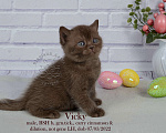 Кошки в Санкт-Петербурге: Британский котик шоколадного окраса  Мальчик, 40 000 руб. - фото 3