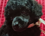 Собаки в Москве: Пудель миниатюрный черный мальчик Мальчик, 100 000 руб. - фото 2