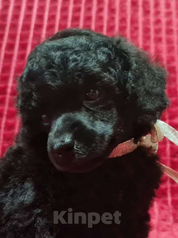 Собаки в Москве: Пудель миниатюрный черный мальчик Мальчик, 100 000 руб. - фото 2