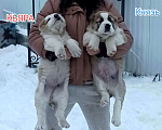 Собаки в Пензе: Среднеазиатская овчарка щенки алабай  Мальчик, Бесплатно - фото 2