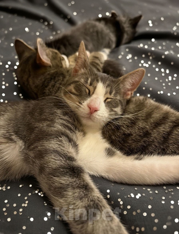Кошки в Санкт-Петербурге: Котенок Даниэла Девочка, Бесплатно - фото 2