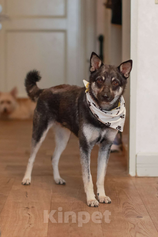 Собаки в Москве: Маленький волчонок Боб Мальчик, Бесплатно - фото 2