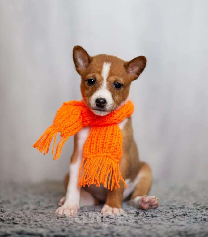 Собаки в Нижнем Новгороде: Милые щенки басенджи  Девочка, 70 000 руб. - фото 3