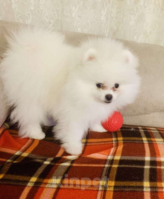 Собаки в Екатеринбурге: Щенок шпица Мальчик, 60 000 руб. - фото 4