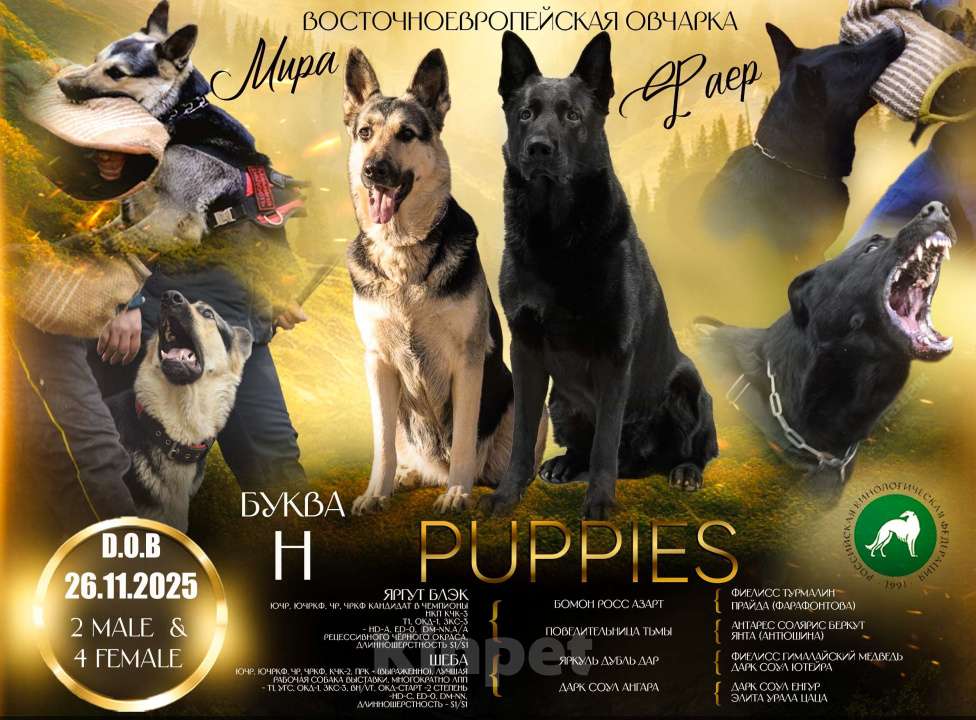 Собаки в Красноярске: Щенок ВЕО Нелли Голд Девочка, Бесплатно - фото 8