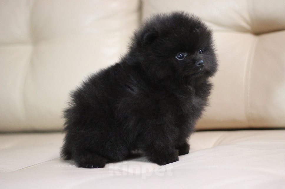 Собаки в Санкт-Петербурге: Шпиц мальчик Мальчик, 40 000 руб. - фото 2