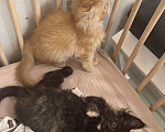 Кошки в других городах Ленинградской области: Продажа котят мейн куна Девочка, 25 000 руб. - фото 4