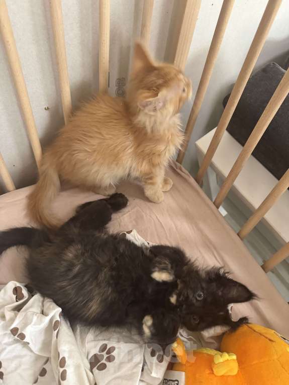 Кошки в других городах Ленинградской области: Продажа котят мейн куна Девочка, 25 000 руб. - фото 4