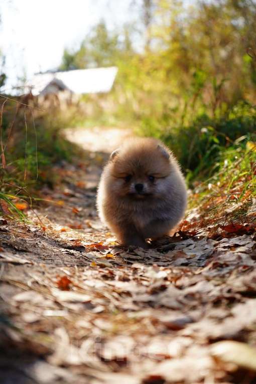 Собаки в Мур: щенок Померанский шпиц Девочка, Бесплатно - фото 2