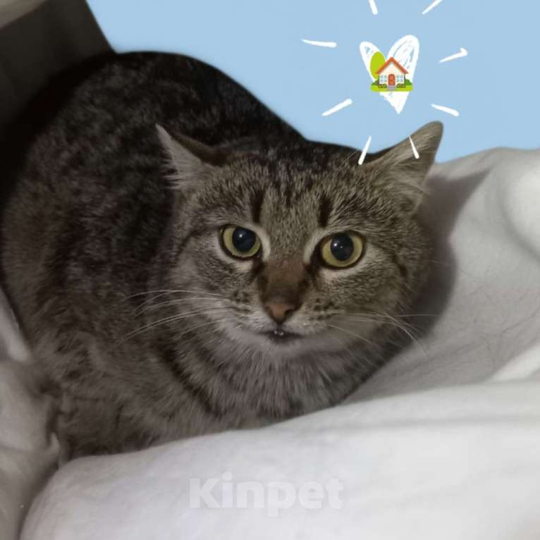 Кошки в Санкт-Петербурге: Кошка в добрые руки Девочка, Бесплатно - фото 4