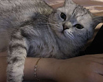 Кошки в Альметьевске: Срочно в добрые руки  Мальчик, Бесплатно - фото 2