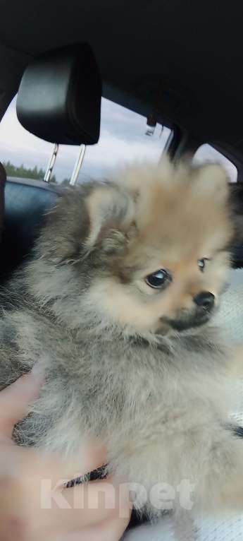 Собаки в Красноярске: Продаётся померанский шпиц редчайшего окраса Мальчик, Бесплатно - фото 7