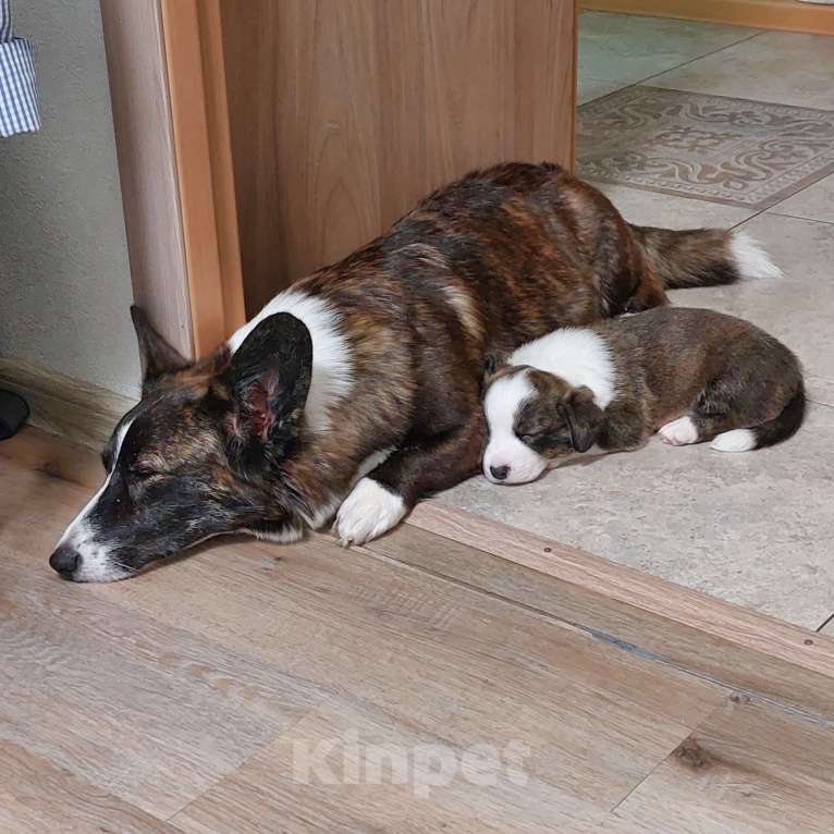 Собаки в Муравленко: Висмут Мальчик, 50 000 руб. - фото 2