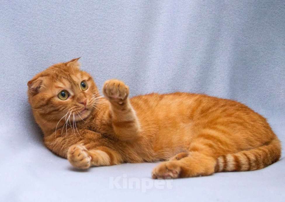 Кошки в Москве: Рыжая вислоухая кошечка Манго в добрые руки Девочка, Бесплатно - фото 4