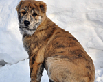 Собаки в Новосибирске: Щенок алабая девочка Девочка, 30 000 руб. - фото 1