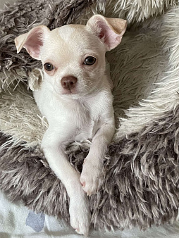 Чихуахуа 